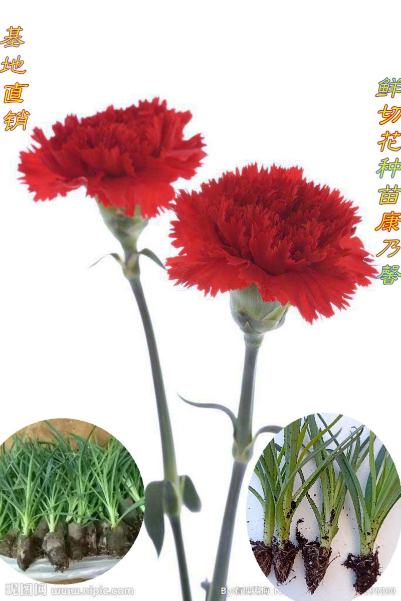 康乃馨种苗鲜切花卉种苗云南昆明基地直发株高10～15cm
