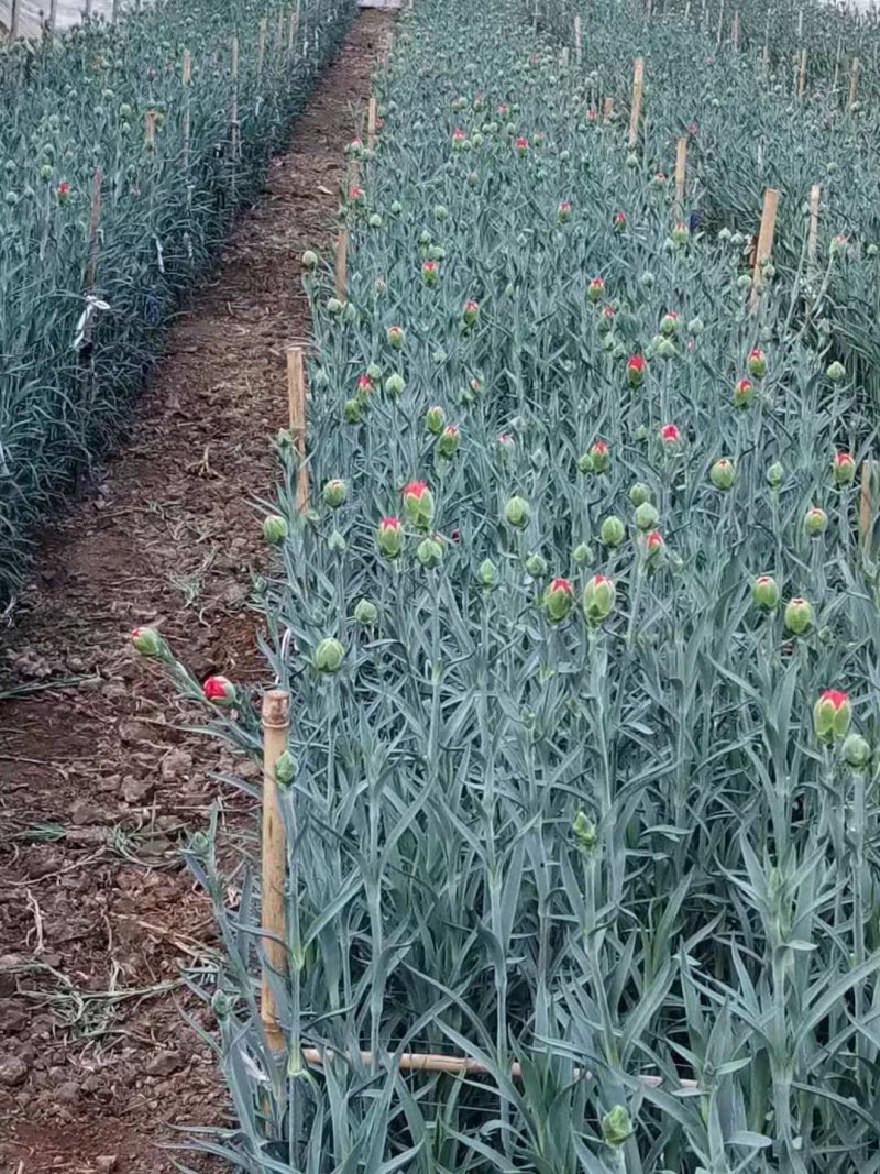康乃馨种苗鲜切花卉种苗云南昆明基地直发株高10～15cm