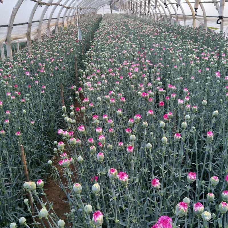 康乃馨种苗鲜切花卉种苗云南昆明基地直发株高10～15cm