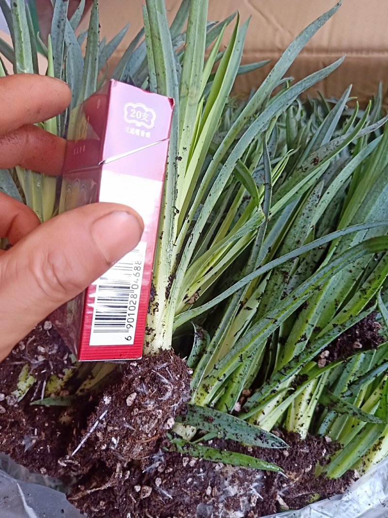 康乃馨种苗鲜切花卉种苗云南昆明基地直发株高10～15cm