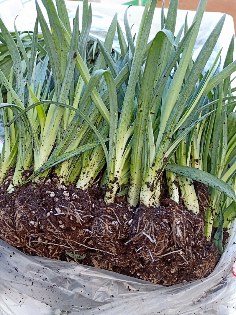 康乃馨种苗鲜切花卉种苗云南昆明基地直发株高10～15cm