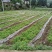 贵州本地纯野生一枝黄花