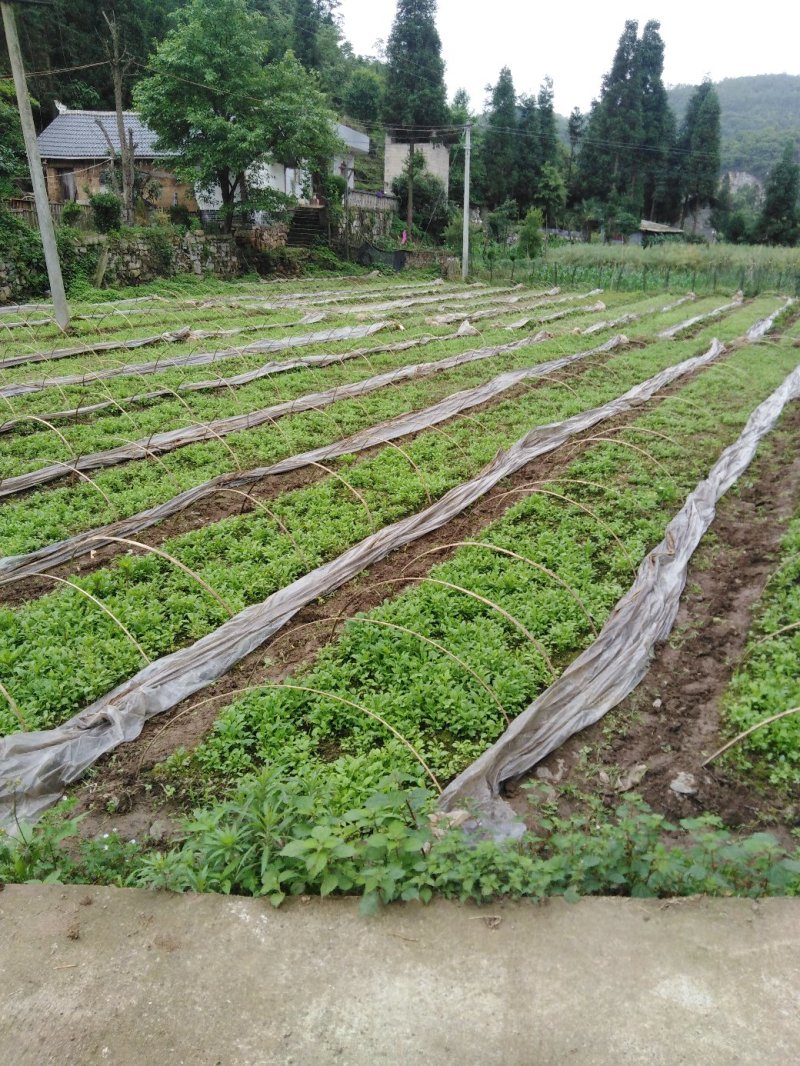 贵州本地纯野生一枝黄花
