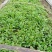 贵州本地纯野生一枝黄花