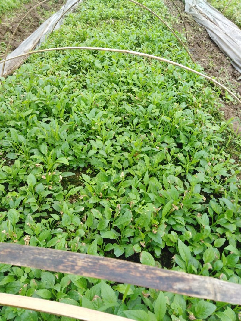 贵州本地纯野生一枝黄花
