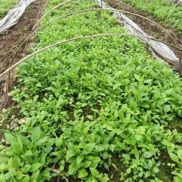 贵州本地纯野生一枝黄花