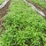 贵州本地纯野生一枝黄花