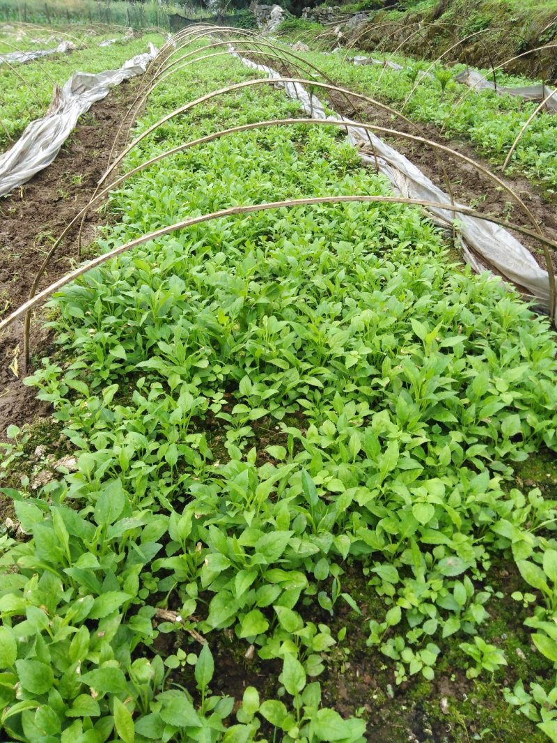 贵州本地纯野生一枝黄花