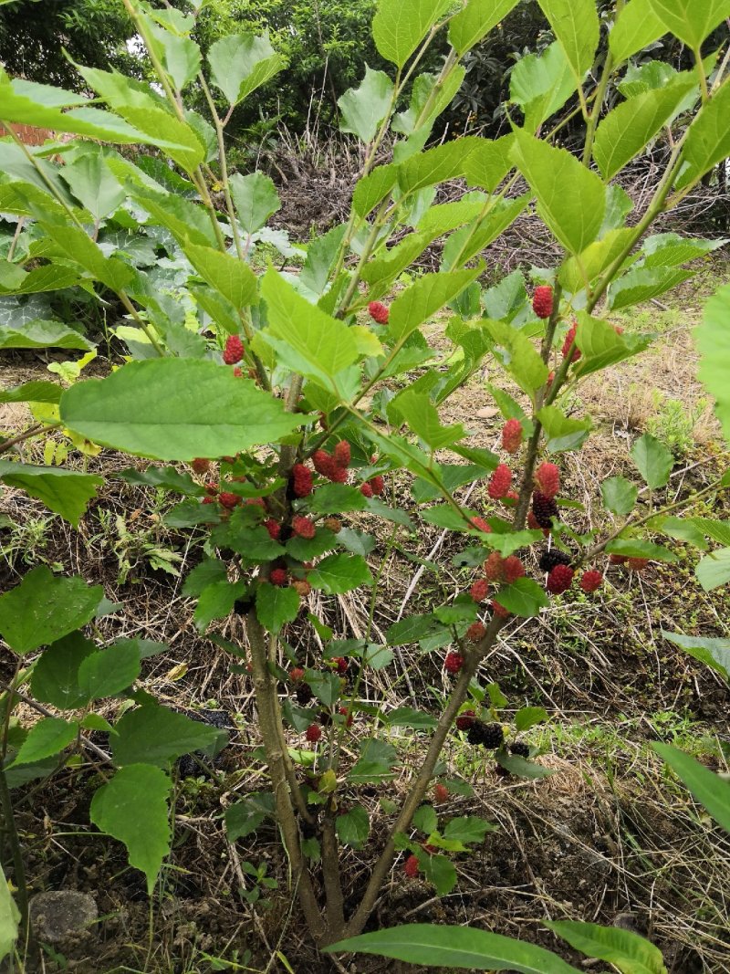 两年生果桑苗，无籽大十，台湾长果，韩国大白珍珠等品种