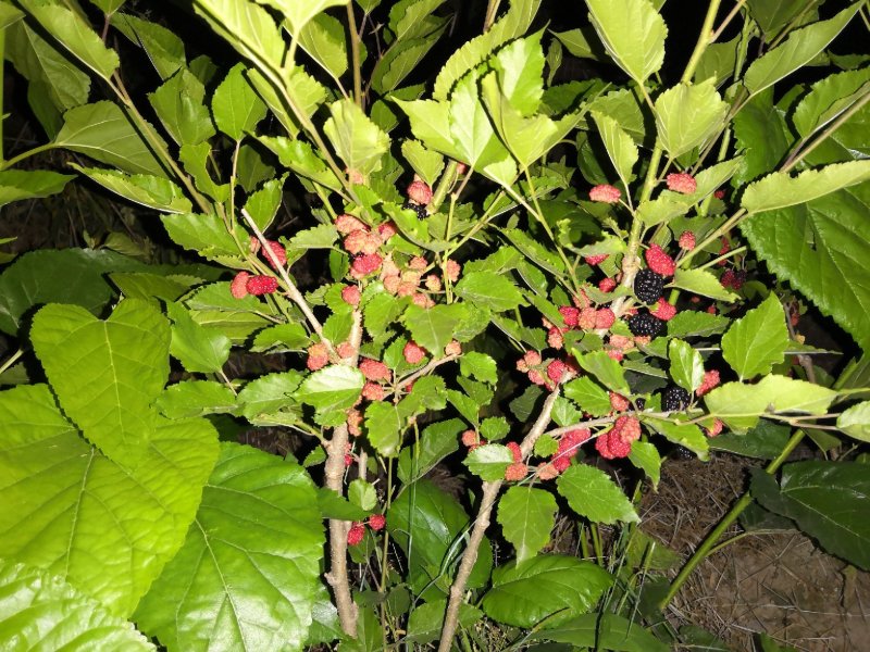 两年生果桑苗，无籽大十，台湾长果，韩国大白珍珠等品种