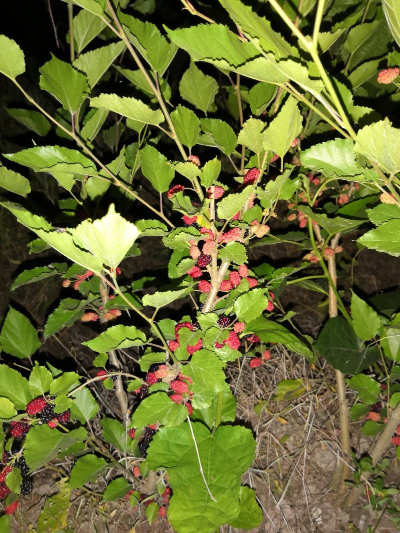 两年生果桑苗，无籽大十，台湾长果，韩国大白珍珠等品种