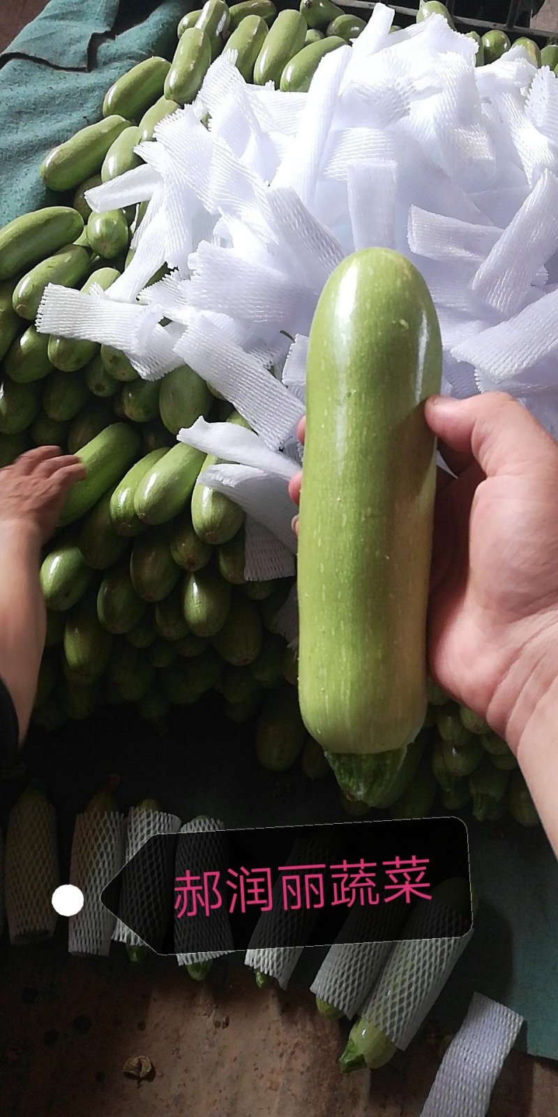 西葫芦产地直销质量优质套网套装箱装手提袋