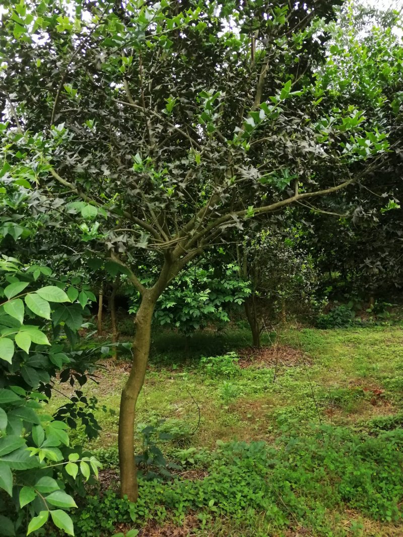 枸杞树每年结果5斤以上量大优惠