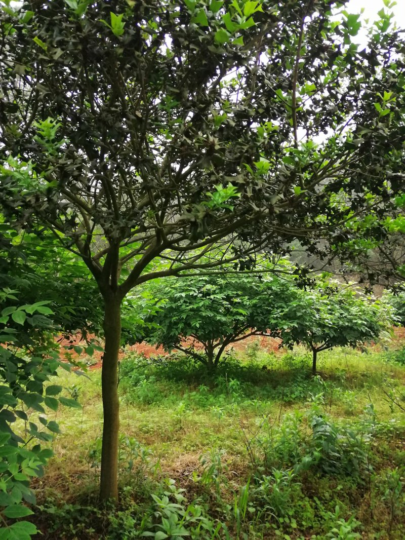 枸杞树每年结果5斤以上量大优惠