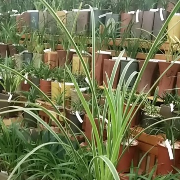 兰花品种(辉煌)