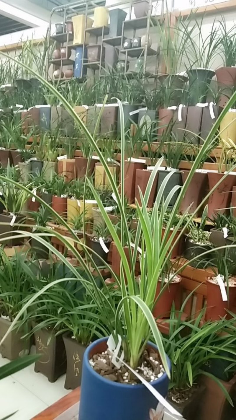 兰花品种(辉煌)