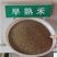早熟禾种子低矮耐寒草坪种子庭院绿化护坡草子北方种植首先