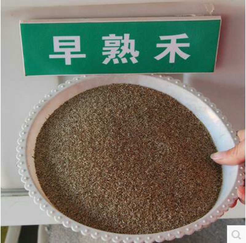 早熟禾种子低矮耐寒草坪种子庭院绿化护坡草子北方种植首先