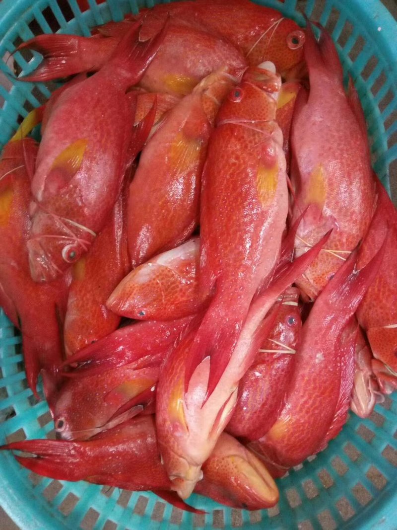 石斑鱼鱼干一件500g包邮