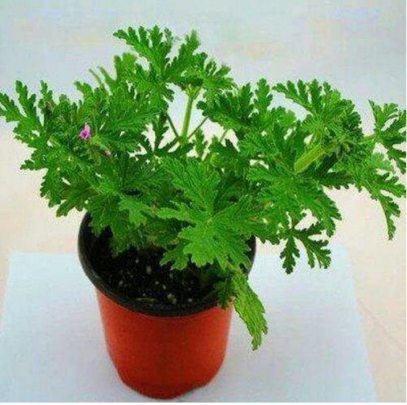 驱蚊草盆栽防蚊植物盆栽花卉室内庭院食虫草夏季防蚊虫