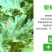 驱蚊草盆栽防蚊植物盆栽花卉室内庭院食虫草夏季防蚊虫