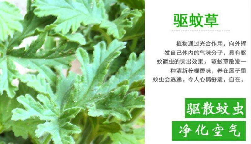 驱蚊草盆栽防蚊植物盆栽花卉室内庭院食虫草夏季防蚊虫