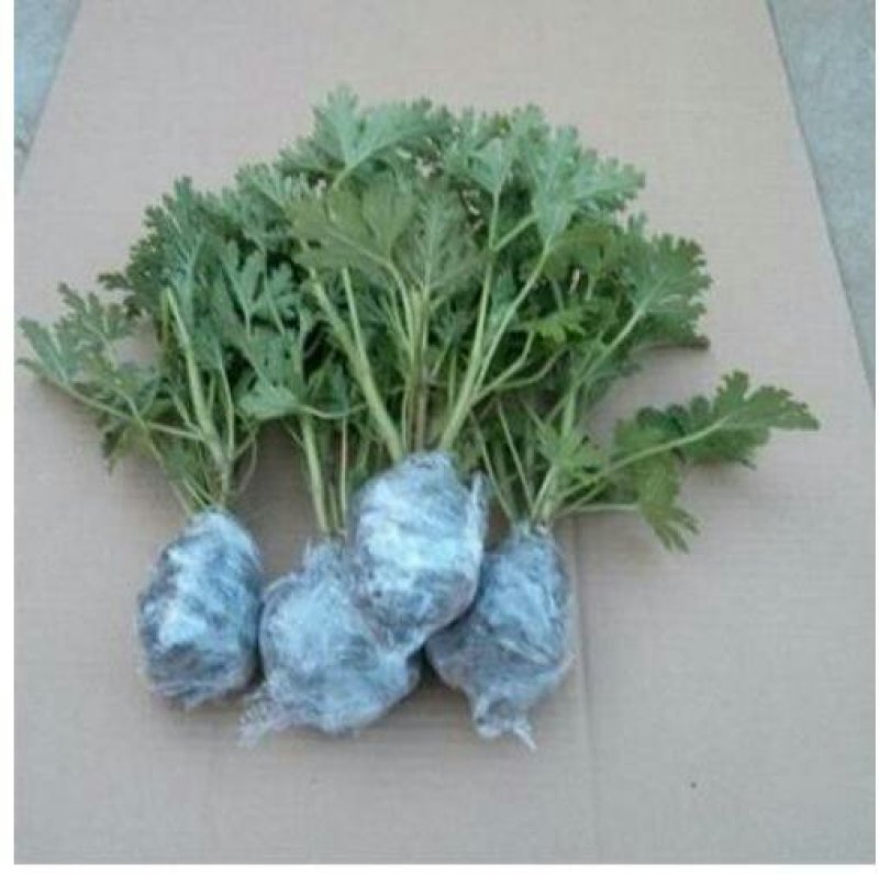 驱蚊草盆栽防蚊植物盆栽花卉室内庭院食虫草夏季防蚊虫