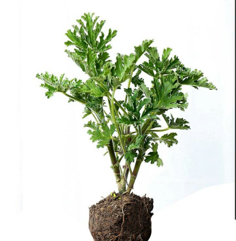 驱蚊草盆栽防蚊植物盆栽花卉室内庭院食虫草夏季防蚊虫