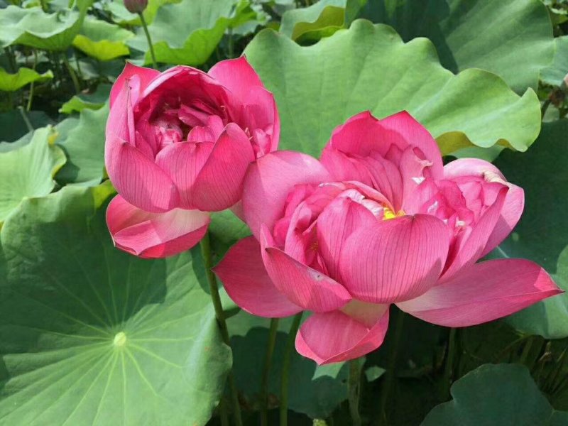 常年供应荷花，睡莲荷花盆栽，蒲草，芦苇。
