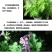 驱蚊草盆栽防蚊植物盆栽花卉室内庭院食虫草夏季防蚊虫