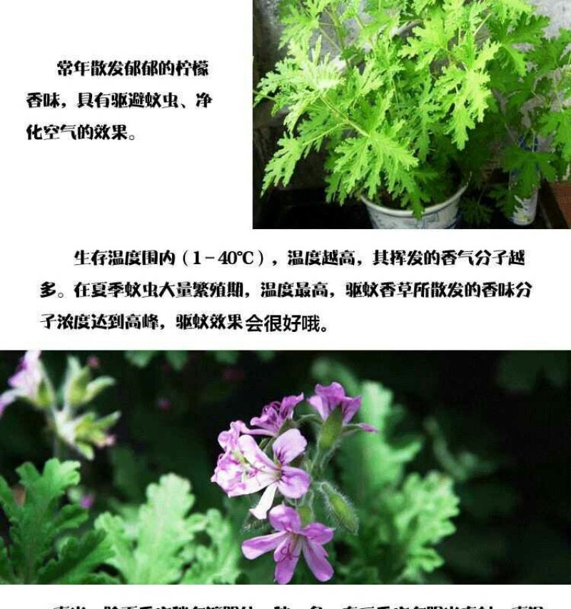 驱蚊草盆栽防蚊植物盆栽花卉室内庭院食虫草夏季防蚊虫