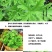驱蚊草盆栽防蚊植物盆栽花卉室内庭院食虫草夏季防蚊虫