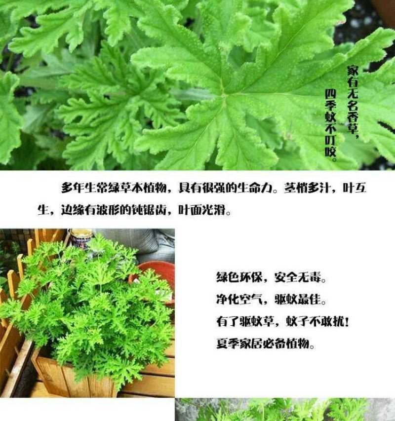 驱蚊草盆栽防蚊植物盆栽花卉室内庭院食虫草夏季防蚊虫