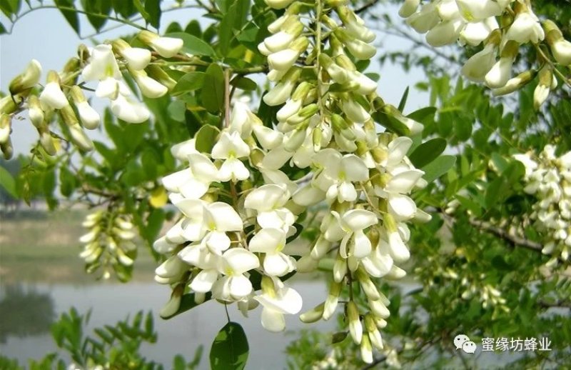 洋槐蜜