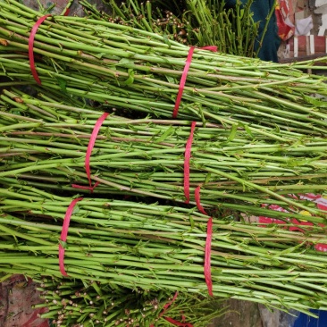 毛苗接穗，桃子枝条，品种毡木，嫁接接穗