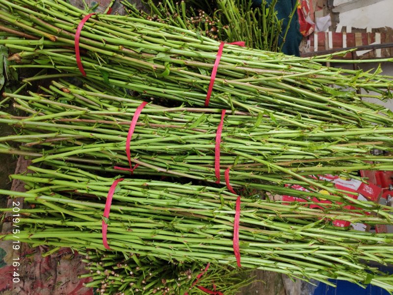 毛苗接穗，桃子枝条，品种毡木，嫁接接穗