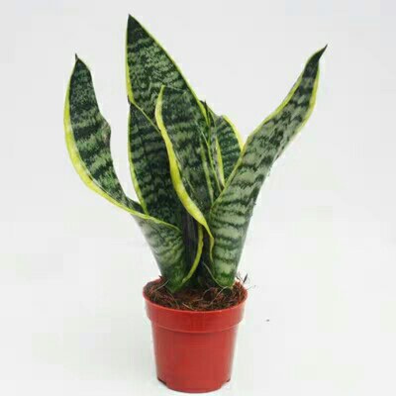 金边虎皮兰新房吸甲醛多肉植物防辐射室内花卉绿植盆栽高矮虎