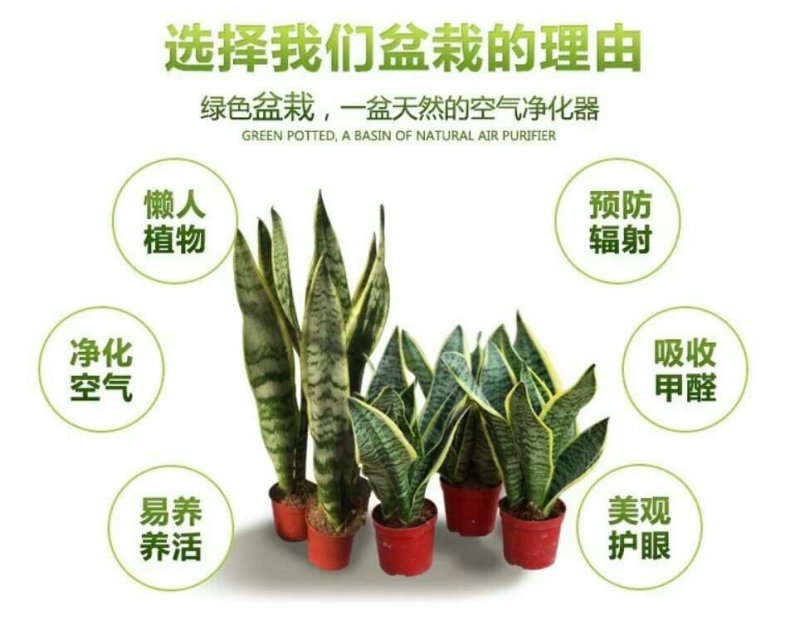 金边虎皮兰新房吸甲醛多肉植物防辐射室内花卉绿植盆栽高矮虎
