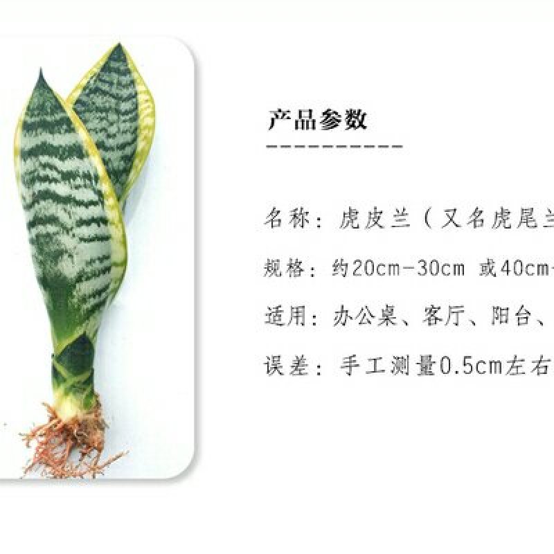 金边虎皮兰新房吸甲醛多肉植物防辐射室内花卉绿植盆栽高矮虎