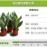金边虎皮兰新房吸甲醛多肉植物防辐射室内花卉绿植盆栽高矮虎