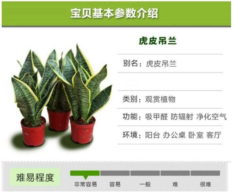 金边虎皮兰新房吸甲醛多肉植物防辐射室内花卉绿植盆栽高矮虎