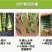 金边虎皮兰新房吸甲醛多肉植物防辐射室内花卉绿植盆栽高矮虎