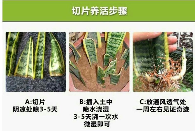 金边虎皮兰新房吸甲醛多肉植物防辐射室内花卉绿植盆栽高矮虎