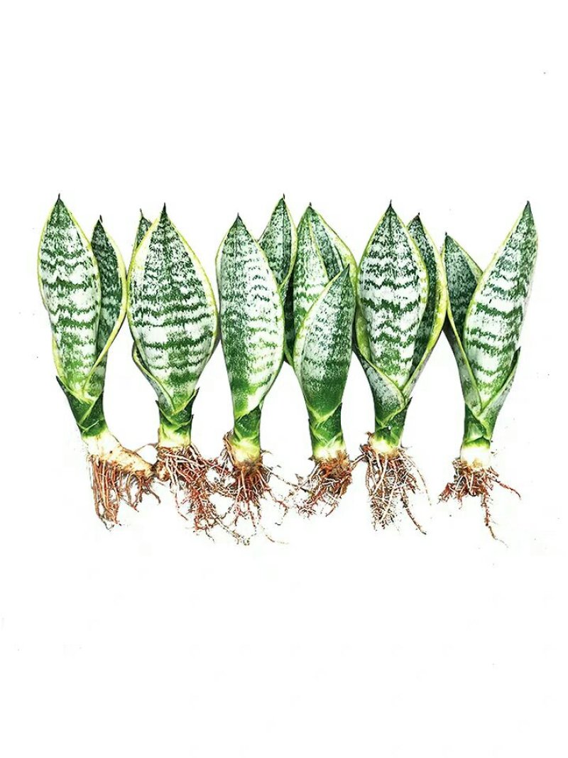 金边虎皮兰新房吸甲醛多肉植物防辐射室内花卉绿植盆栽高矮虎