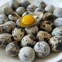 140枚鸟蛋鹌鹑蛋精包装需要的私聊