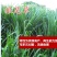狼尾草种子多年生牧草种子牛羊品种种子