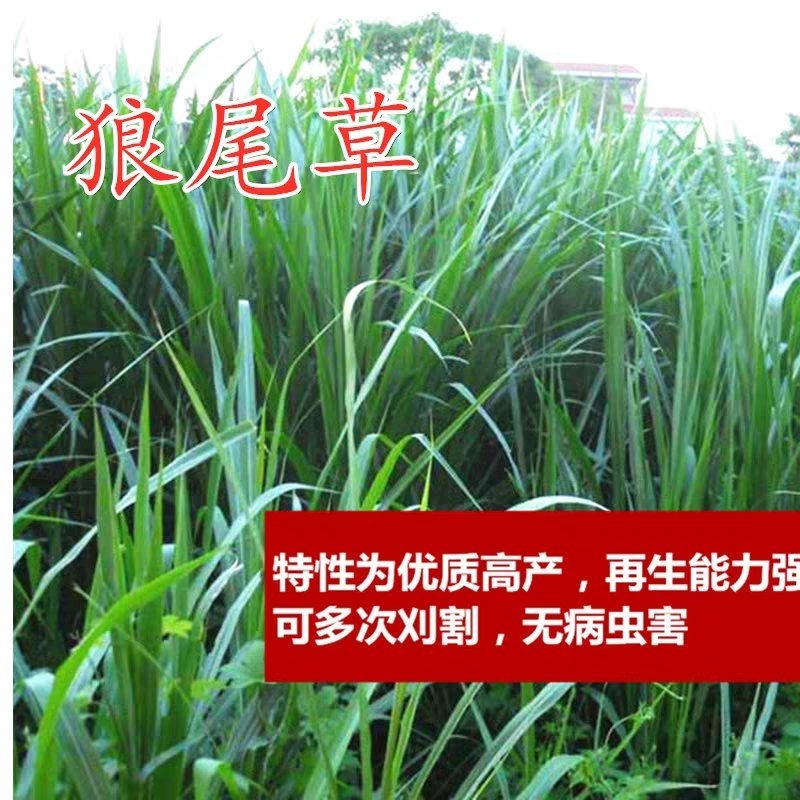 狼尾草种子多年生牧草种子牛羊品种种子