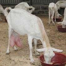 高产莎能奶山羊二胎母羊，日产奶8-10斤一只也可以发货