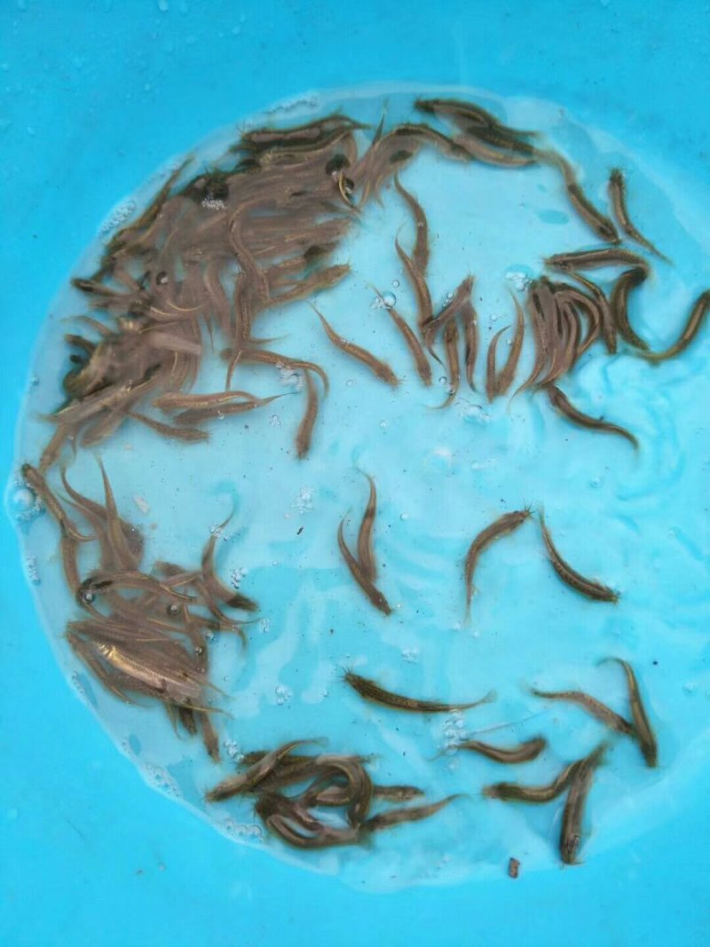 台湾泥鳅苗养殖基地直供入塘，提供养殖技术