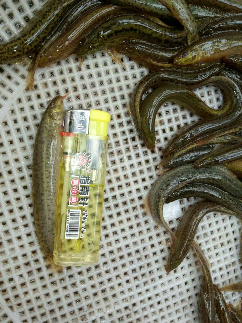 台湾泥鳅苗养殖基地直供入塘，提供养殖技术